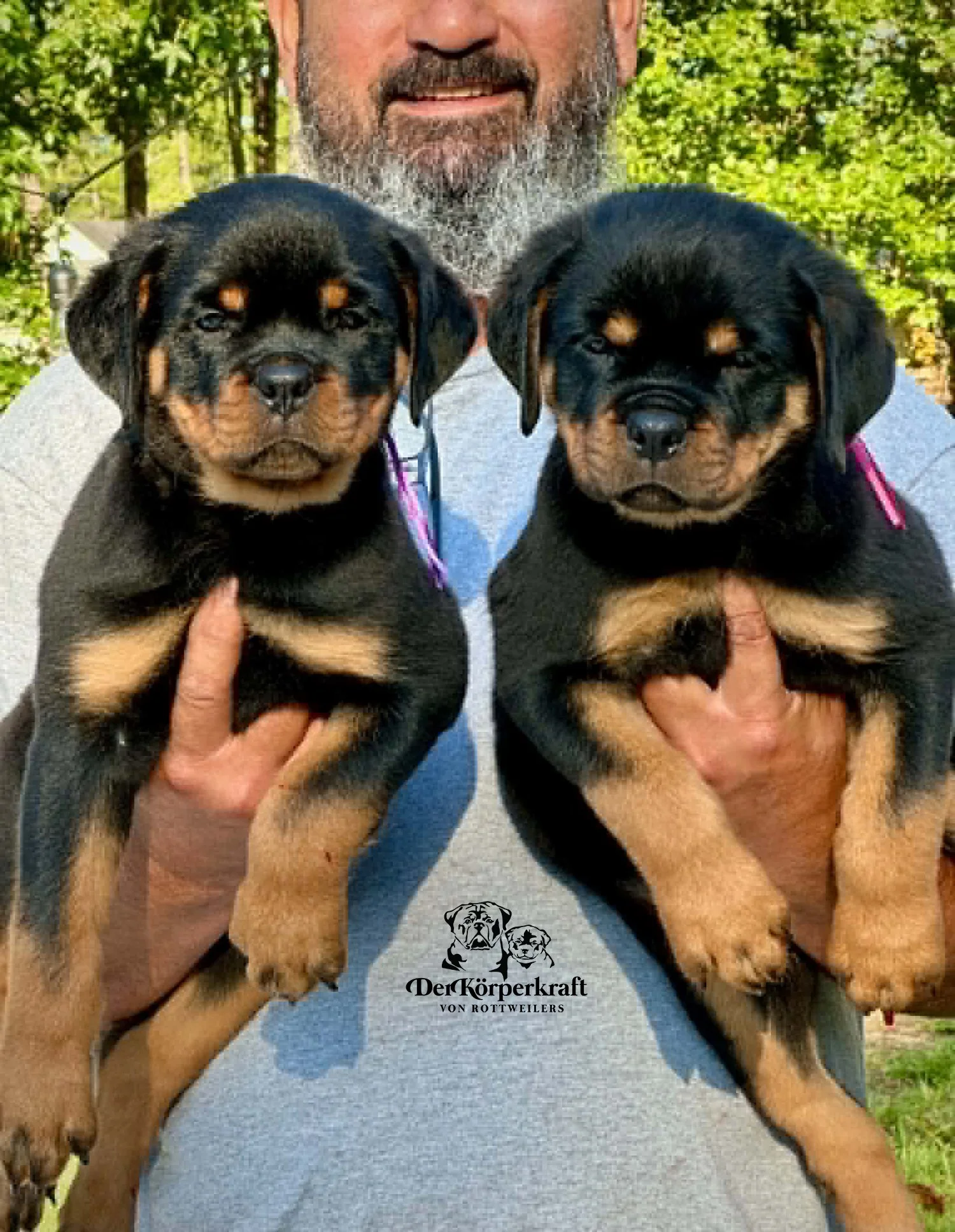 DKV Rottweilers | German Rottweiler Puppies For Sale